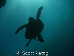 Honu at Sharks Cove, North Shore Oahu by Scott Rettig 
